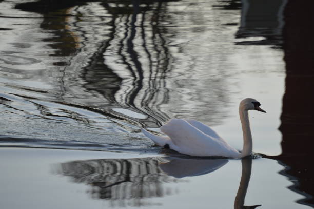 istock Goose walking on a river, pond or lake in spring 1198778052