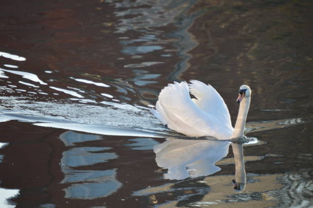 istock Goose walking on a river, pond or lake in spring 1198778064