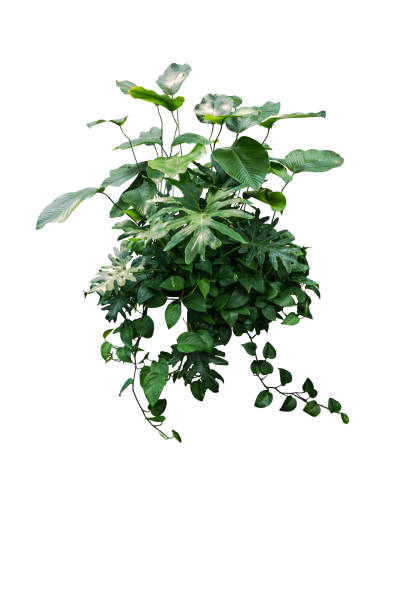 istock monstera jungle leaves plant isolated include clipping path on white background 1198778260