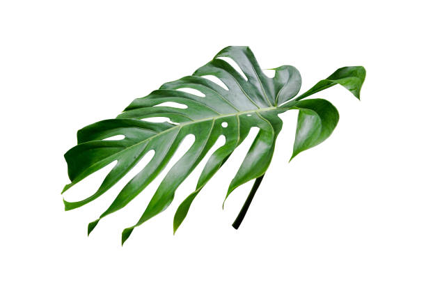 istock monstera jungle leaves plant isolated include clipping path on white background 1198778262