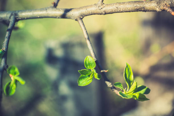 istock New leaves on wild aplle tree in the garden 1198778296