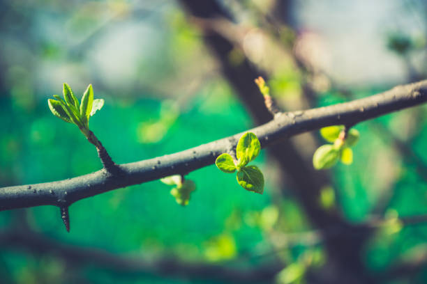 istock New leaves on wild aplle tree in the garden 1198778299