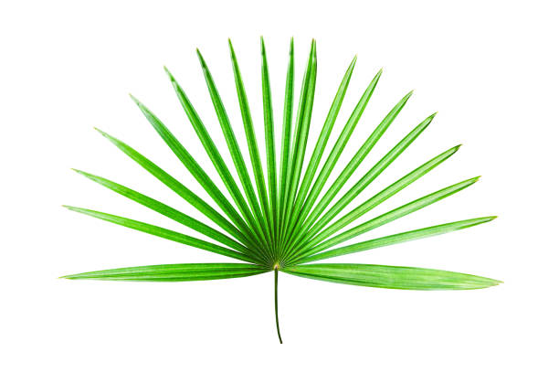 istock monstera jungle leaves plant isolated include clipping path on white background 1198778312