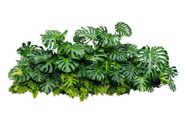 istock monstera jungle leaves plant isolated include clipping path on white background 1198779020