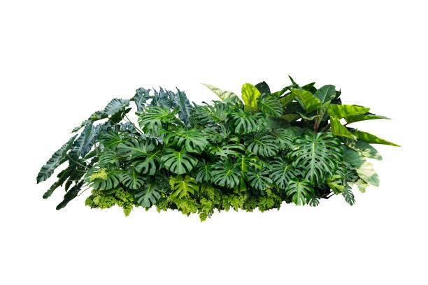 istock monstera jungle leaves plant isolated include clipping path on white background 1198779094