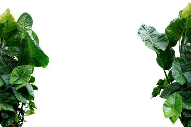 istock jungle leaves plant isolated include clipping path on white background 1198779166
