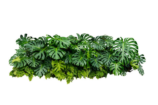 istock monstera jungle leaves plant isolated include clipping path on white background 1198779169