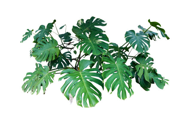 istock monstera jungle leaves plant isolated include clipping path on white background 1198779212