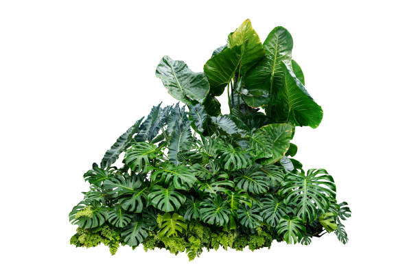 istock monstera jungle leaves plant isolated include clipping path on white background 1198779245