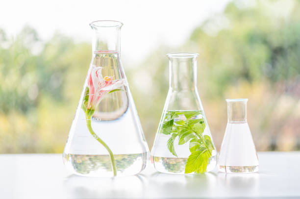 istock Close up bottle of essential oils with fresh flower. Lab research for scent extract for the new skincare product. 1198780310