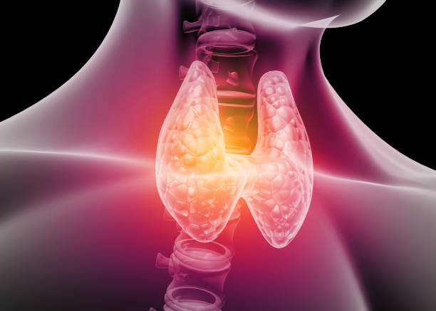 анатомия щитовидной железы человека - гормон стоковые фото и изображения
