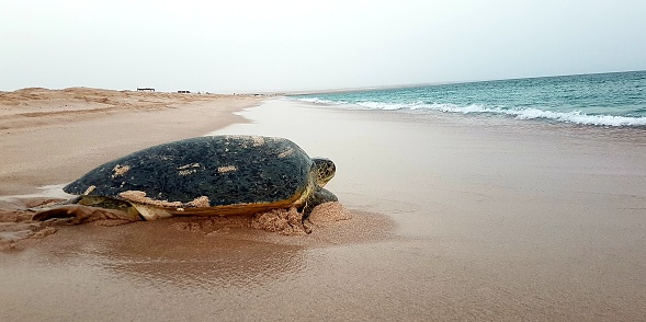 This series was shot in Oman during the turtle hatching season and shows a mother turtle going back into the sea after laying eggs and baby turtles making their way towards the sea after hatching
