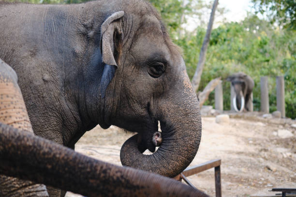 istock Portrait face of Asian elephant. 1198781343