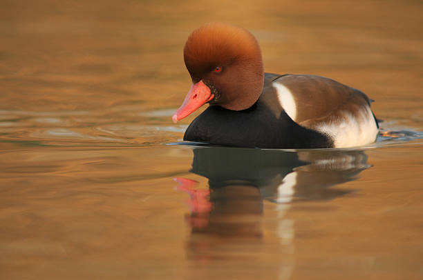 Red-crested Pochard, Fistione turco, Netta rufina  netta rufina stock pictures, royalty-free photos & images