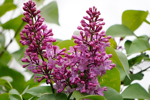 Photograph of branches of lilac. Early spring. Wild flowers and beauty in nature. Peaceful landscape and bright colors.