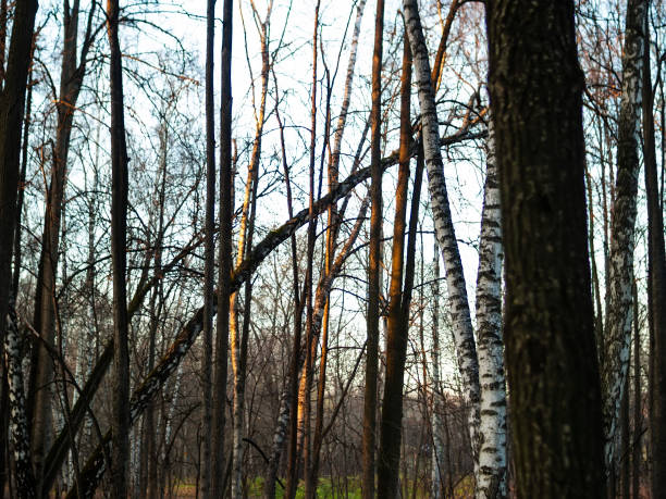istock trees without leaves in autumn 1198788239