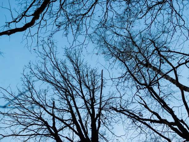 istock trees without leaves in autumn 1198788262
