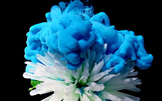 White chrysanthemum flower on a fantastic background. Blue watercolor ink in water on a black background. Concept for International Women's Day on March 8th.
