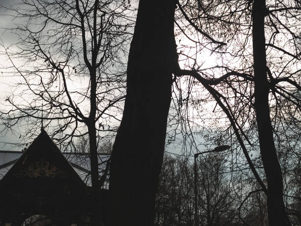 trees without leaves in autumn, Moscow