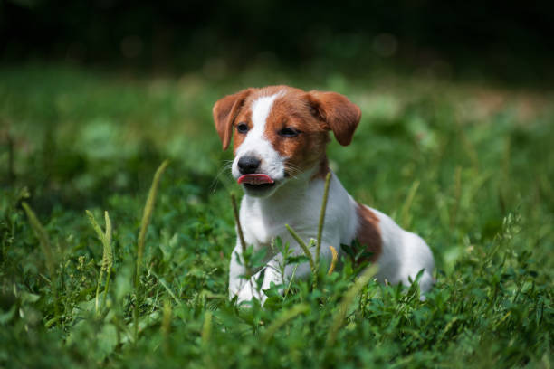 istock Jack Russell Terrier white and red-haired puppy 1198791527