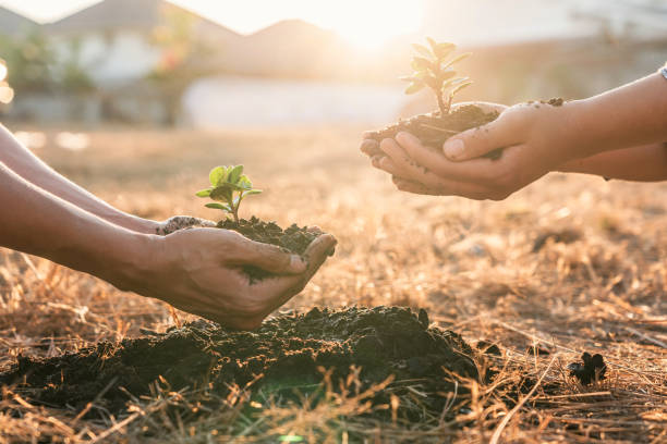 umwelt erde tag in den händen, zwei menschen halten von jungen sprossen bäume wachsen sämlinge, schutz für pflege neue generation in den boden im garten als retten weltkonzept gepflanzt werden - wiederaufforstung stock-fotos und bilder