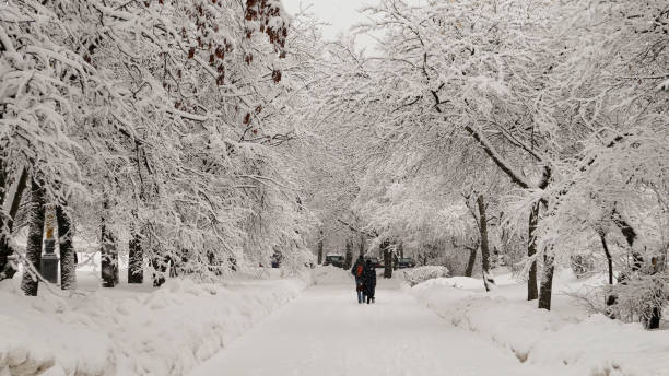 nevicata nel campus della famosa università russa con rami di alberi nudi innevati in inverno - università di mosca foto e immagini stock