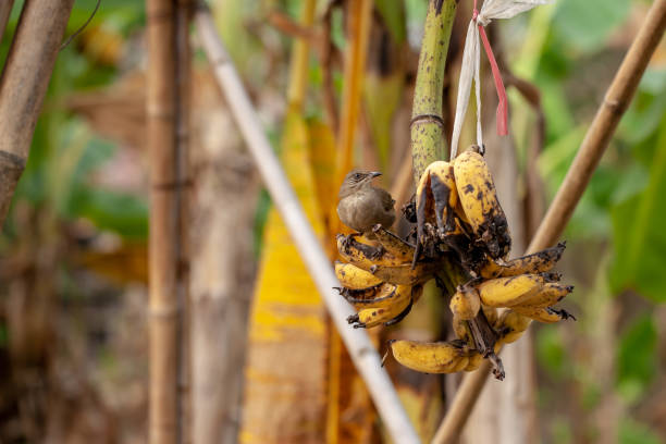 istock bul bul bird try to eat banana 1198793802