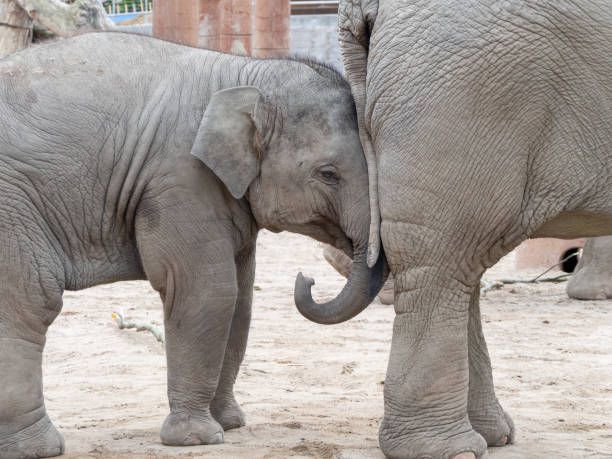 istock Two young African elephants playing games on the gray ground 1198794097