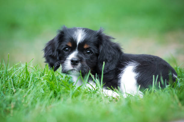 istock Little cavalier king charles spaniel puppy, black and white 1198794130