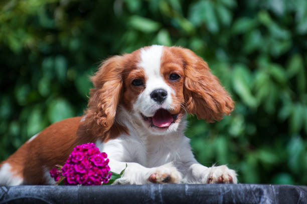 istock Little bright puppy cavalier spaniel with a flower 1198794158