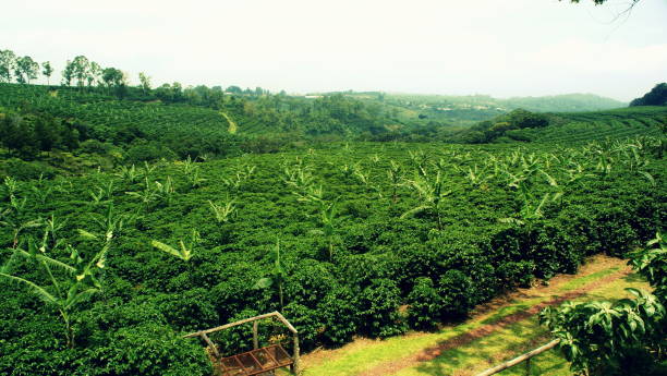 istock View over a coffee field in the Costa Rican highlands (Alajuela) 1198795224