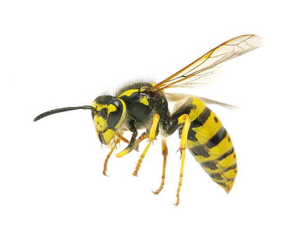 wasp - avrupa eşek arısı stok fotoğraflar ve resimler