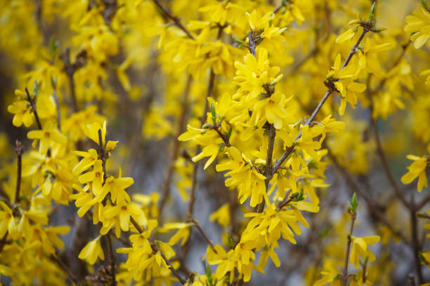 istock The new flowers on the bush in the spring 1198795511