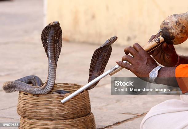 Schlangenbeschwörer In Jaipur Indien Stockfoto und mehr Bilder von Südasiatische Kobra - Südasiatische Kobra, Asien, Ausstellung