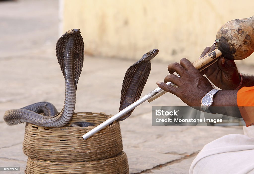 Encantador de serpientes en Jaipur, India - Foto de stock de Cobra de anteojos libre de derechos