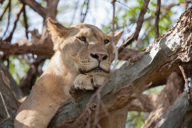istock Lioness resting on a tree in Lake Manyara park 1198797514