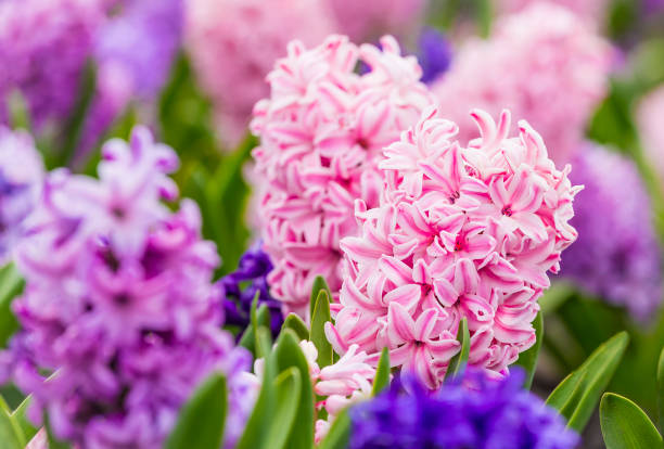 istock Large flower bed with multi-colored hyacinths, traditional easter flowers, flower background, Easter spring background. Close up macro photo, selective focus. Ideal for greeting festive postcard. 1198797535