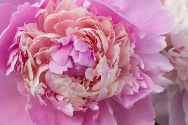 Photo of Flower of pink peony