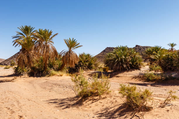 Trees in the Bahariya Oasis in EGypt