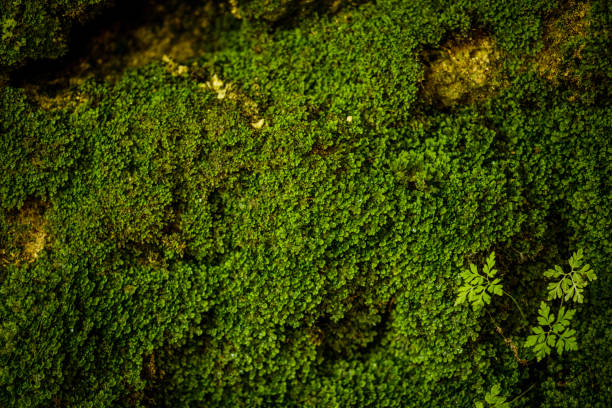 istock Life is all around us. 1198799976