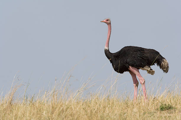 istock Ostrich walks across the plains in Kenya 119880144