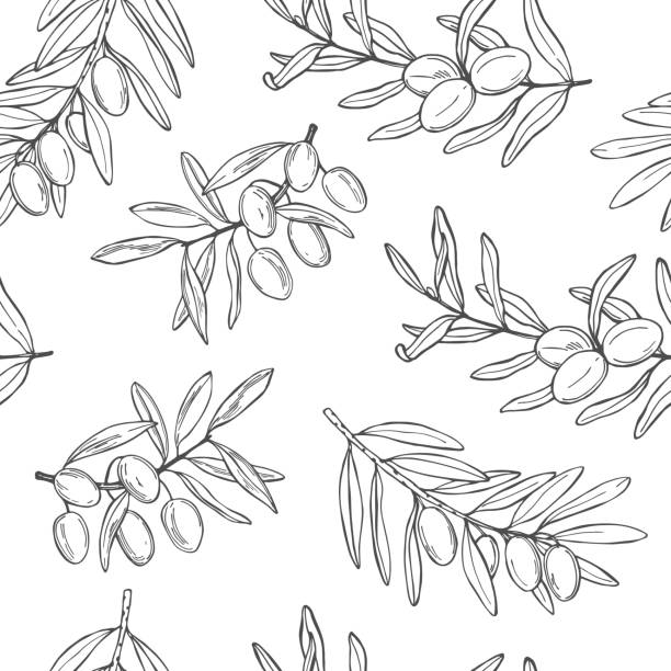 ilustraciones, imágenes clip art, dibujos animados e iconos de stock de oliva. ramas con frutas. patrón vectorial. - aceite de oliva