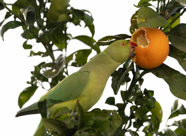 Ring-necked Parakeet parrot eats orange from the tree branch