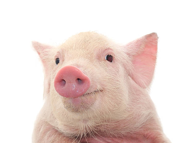 Close-up of a young pig's face on white background stock photo