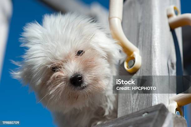 Coton De Tulear Cachorrinho - Fotografias de stock e mais imagens de Animal - Animal, Ao Ar Livre, Azul