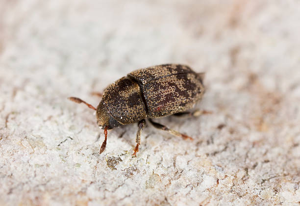 istock Wood living beetle 119880718