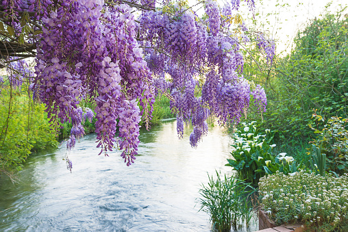 Beautiful purple wisteria blooming above the quiet river on sunny day