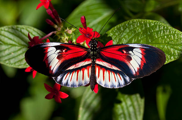 istock Heliconius butterfly Piano key 119881117