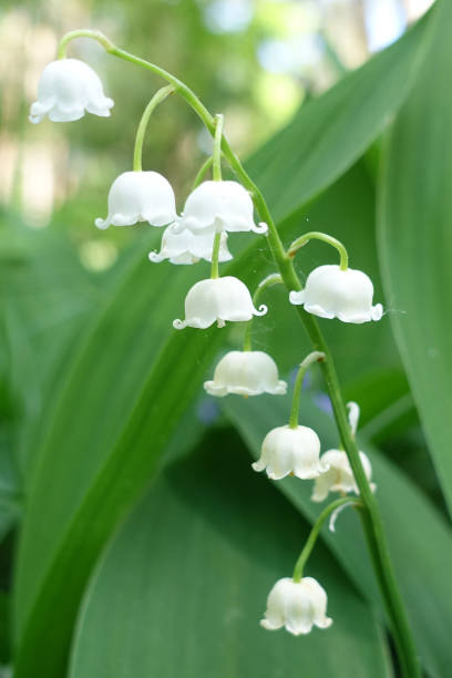 istock The lilly of the valley 1198812633