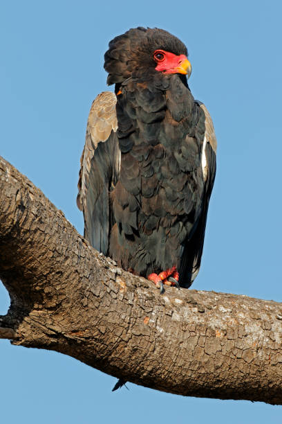 istock Bateleur eagle (Terathopius ecaudatus) perched on a branch, Kruger National Park 1198818608